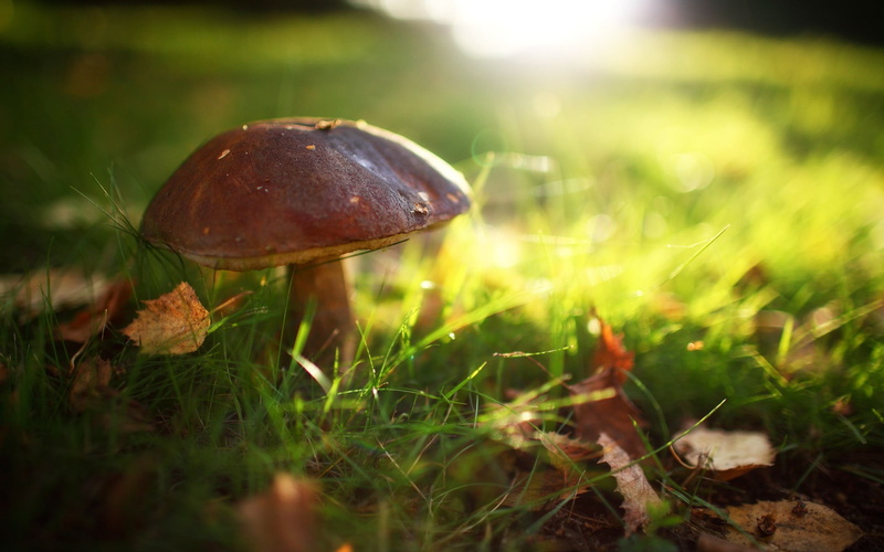 healthy Eating, 1080P, day, forest, organic, blade of grass, grass, fungus, growth, land, cap, selective focus, peppery Bolete, season, leaf, uncultivated