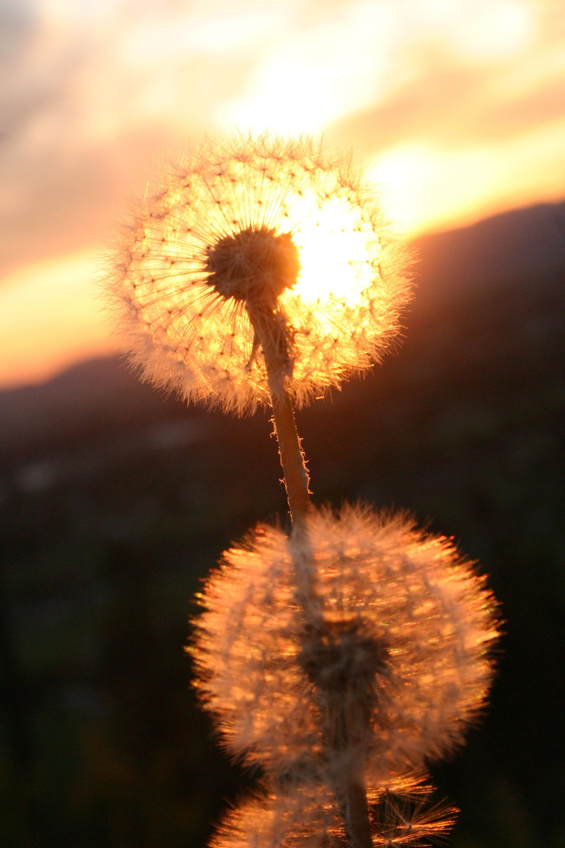 softness, outdoors, uncultivated, growth, plant, nature, freshness, beauty in nature, plant stem, close-up, flowering plant, focus on foreground, flower head