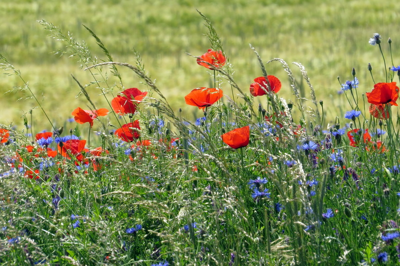 beauty in nature, no people, springtime, land, poppy, red, inflorescence, freshness, growth, flower head, cornflower, edge of field, day, wildflower, flowers