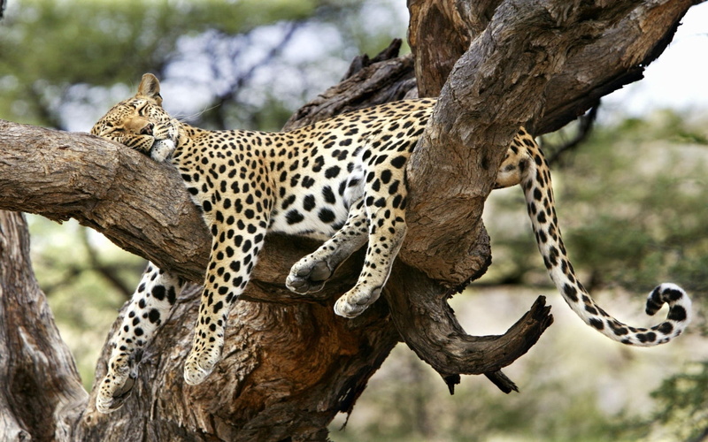 national Park, branch, masai Mara National Reserve, mammal, lying, kenya, safari, large, predator, wildlife Reserve, fur, uncultivated, extreme Terrain