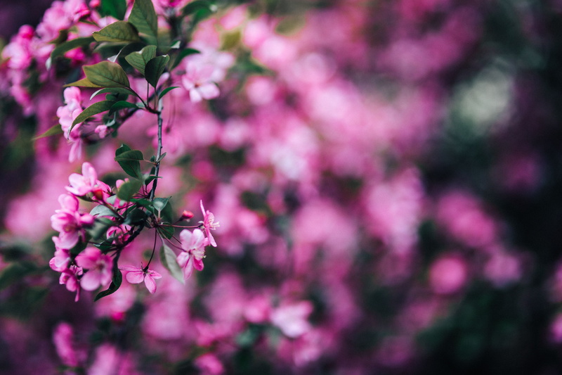 pink, spring, flowers, flower, tree, flowering plant, no People, branch, nature, 5K, purple, copy space, day, inflorescence, lovely, plant, fragility