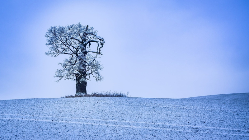 trees, cold temperature, tree, isolated, day, 1080P, no people, silhouette, land, tranquility, plant, sky, nature, bare tree, cyan, tranquil scene, landscape