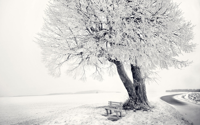 tranquil scene, no people, 2K, ice, white color, extreme weather, tranquility, plant, nature, tree, environment, day, outdoors, bench, frozen, cold temperature