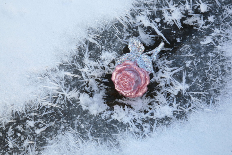 field, flower, extreme weather, queen of flowers, frozen, ice, red, nature, white, plant, petals, beauty in nature, cold, leann, cold temperature, bauble