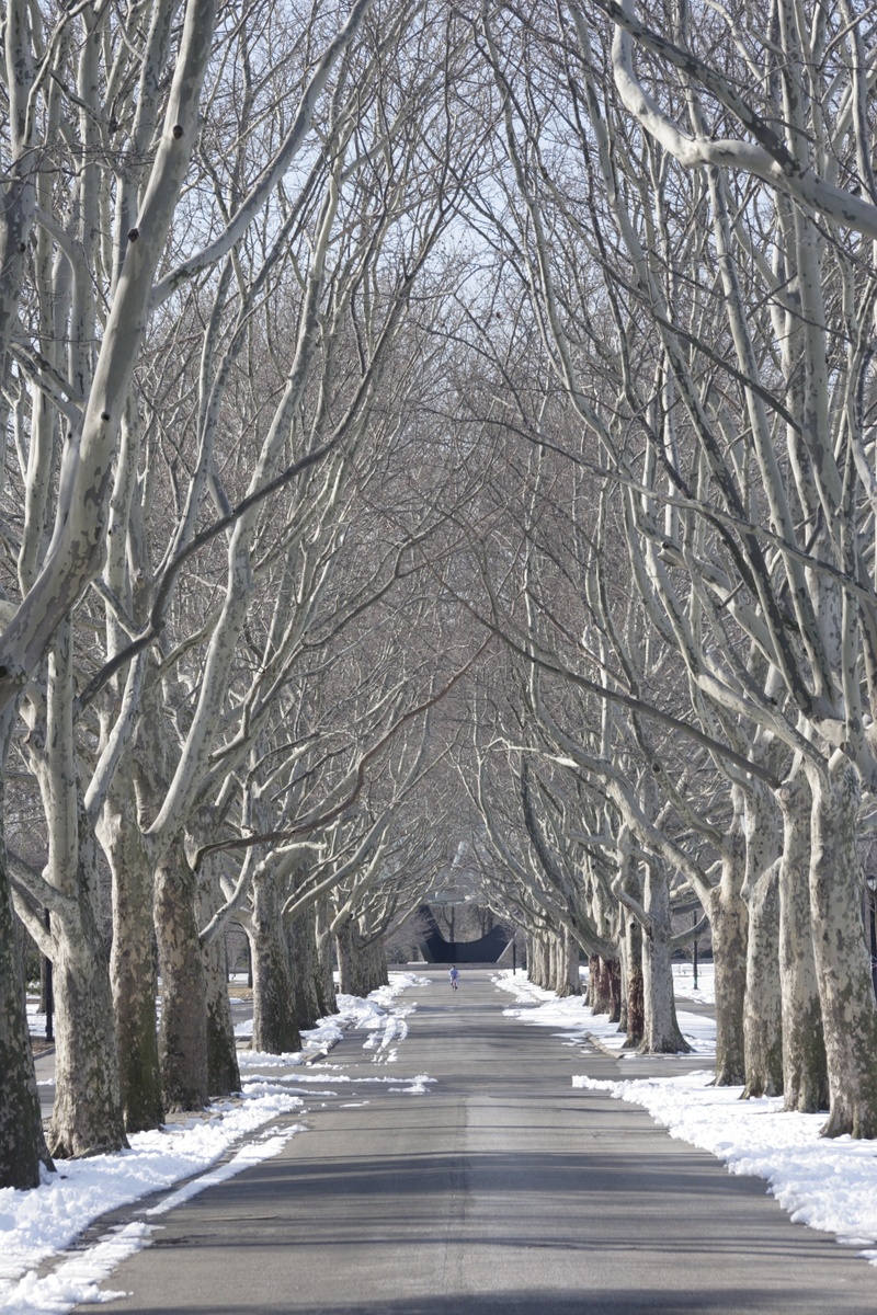 diminishing perspective, the way forward, nature, tree, flushing meadow park, snow, tranquility, bare tree, cold temperature, new york city, treelined