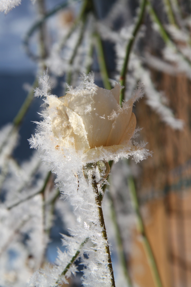 ice, snow, plant, hoarfrost, winter, cold temperature, vulnerability, ice princess, snow queen, snowflake, close, frozen, day, growth, rose, cold, 4K