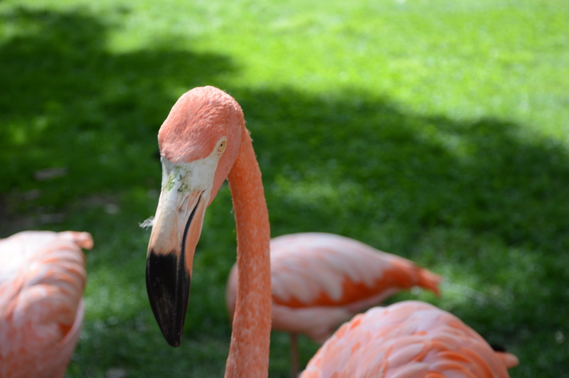 animal themes, Flamingo, volatile, animal world, ali, first floor, fly, colors, bird, flamingos, look, animal, one animal, eyes, vertebrate, Nature, summer