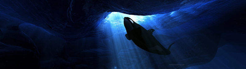 blue, exploration, marine, animal, sea, swimming, adventure, sea life, animal themes, dark, one animal, animal wildlife, underwater, dual screen  desktop