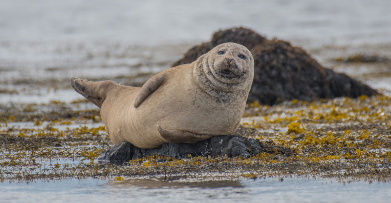 wildlife, day, seal - animal, iceland, photography, animal wildlife, closeup, selective, lion, oceanlife, no people, mammal, water, cold, animal, one animal