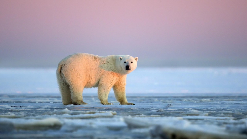 snow, animal themes, nature, ice cap, walking, one animal, mammal, arctic ocean, water, winter, sundown, animal wildlife, bear, polar ice cap, animals in the wild