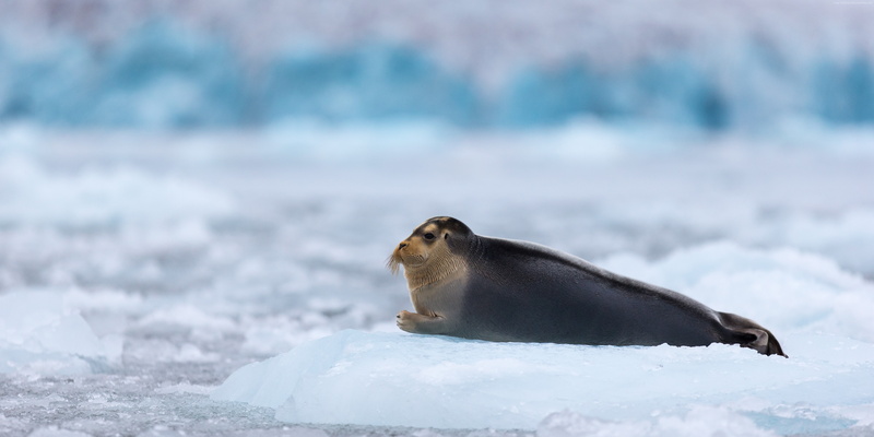 animal, frozen, vertebrate, animal wildlife, Ocean, Bearded Seal, profile view, animals in the wild, sea, animal themes, ice, Hudson Bay, seal - animal