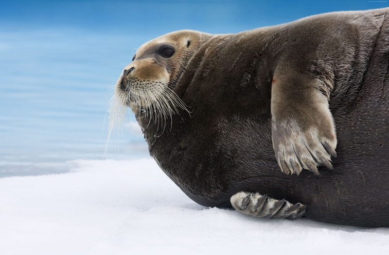 blue, Arctic, Hudson Bay, day, animal themes, Pacific, relaxation, mammal, animal head, vertebrate, no people, Bearded Seal, animal wildlife, animal, ice