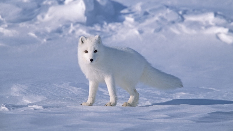 art, x, sea, hd, oceans, north, fox, world, ice, nature, ocean, 1080P, arctic, alaska