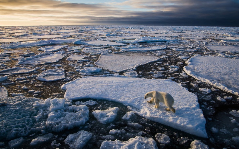 bear, winter, nature, melting, day, outdoors, landscape, beauty in nature, no people, snow, scenics - nature, sea, tranquility, tranquil scene, land, Floe