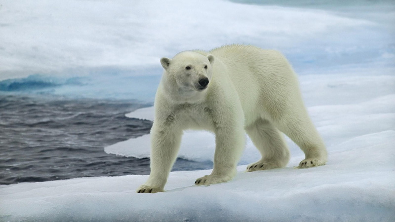 vertebrate, ice, cold temperature, mammal, polar bear, winter, 1080P, no people, white color, ice cap, one animal, snow, animal themes, wildlife, sea