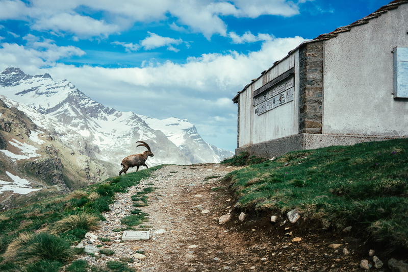 animal themes, no person, conifer, cloud - sky, built structure, moss, flora, day, snow, summer, no people, stone, road, village, sky, tourism, people