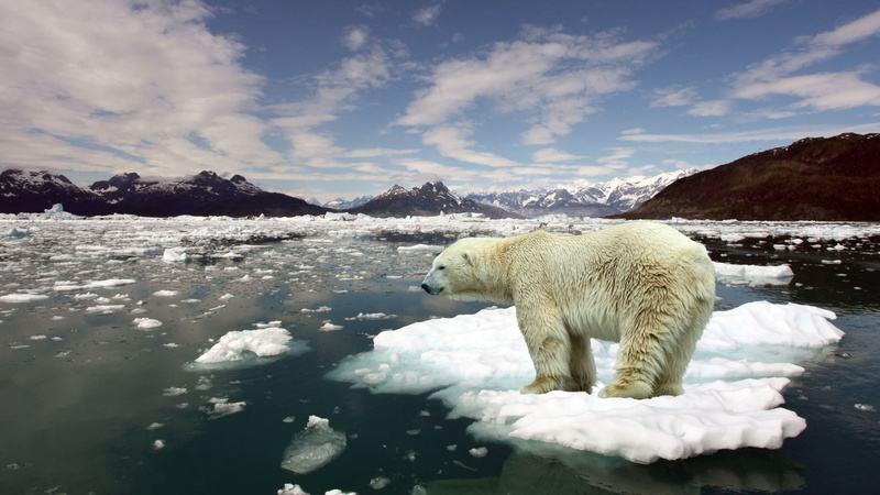 winter, polar bears, no people, animal themes, beauty in nature, white color, water, 1080P, ice, one animal, iceberg, polar bear, snow, landscape, frozen