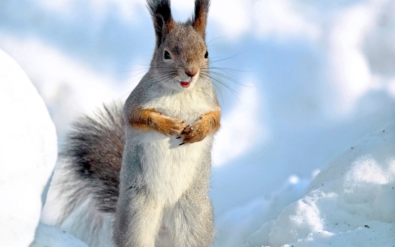 close-up, no people, white color, one animal, brown, mouth open, white, 720P, winter, cat, eating, rodent, day, animal wildlife, animal, animals in the wild