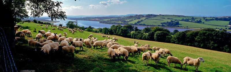4K, Countryside, Many, Sheeps, Farm