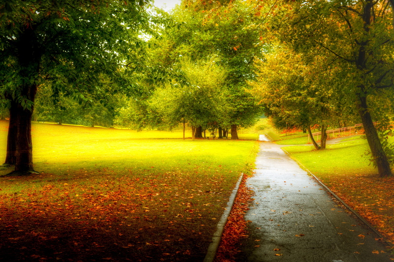 trees, colors, autumn, forest, fall, walk, green, 4K, colorful, Park, road, leaves, leaf, nature, path