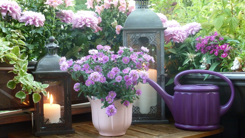 pink, 4K, watering, vase, dwarfs, petal, idyll, outdoors, summer, green, beside, flower arrangement, idyllic, beauty, freshness, decoration, potted plant