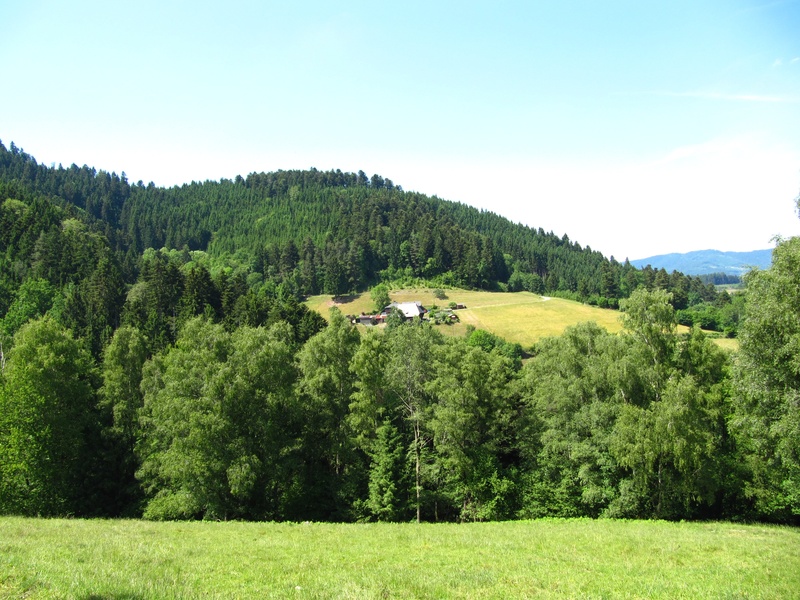 green color, tranquility, tranquil scene, black forest, pine tree, mountain, growth, no people, tree, grass, beauty in nature, lush foliage, field, foliage