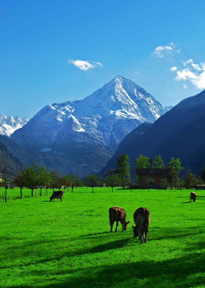 idylle, outdoors, cattle, Alpen, mountain, four, meadow, grass field, field, brown, summer, pasture, daytime, 1080P, landscape, green, european Alps, nature