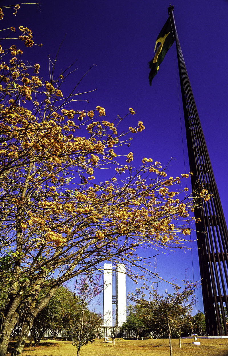 plant, office building exterior, low angle view, building exterior, outdoors, clear sky, growth, tall - high, no people, day, sunlight, brazil, built structure