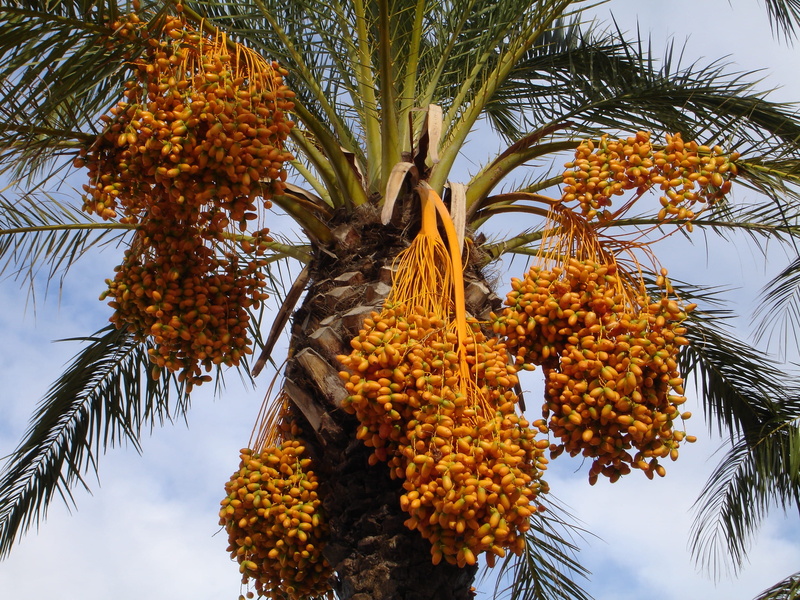 plant, wellbeing, leafed, freshness, food and drink, exotic, orange color, no people, palm tree, tropical fruit, Date Palm, phoenix dactylifera, tropical climate