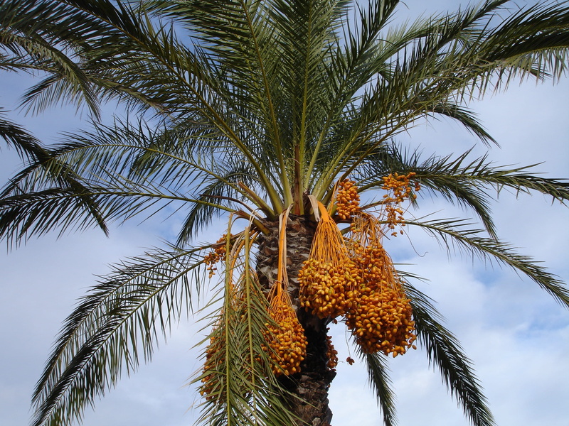 2K, tropical fruit, tropical Climate, tropical tree, seeds, healthy eating, no people, outdoors, fruits, plant, palm leaf, food and drink, Dates, nature