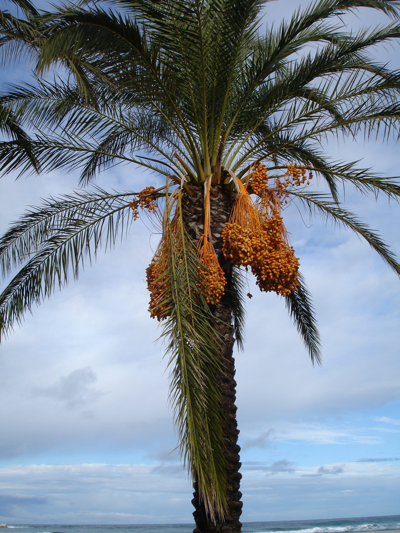 leaf, seeds, sky, palm leaf, Date Palm, growth, tropical climate, date palm tree, plant, trunk, day, exotic, coconut palm tree, beauty in nature, tranquility