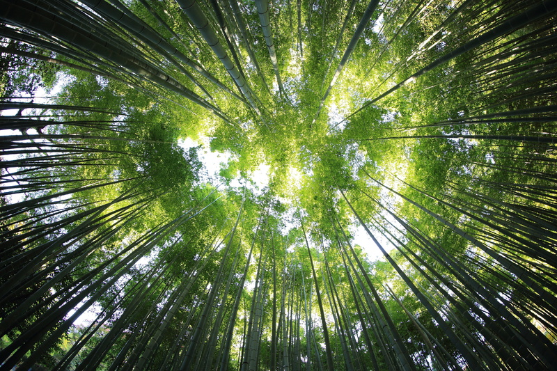 forest, trees, angle, no people, tree trunk, ornamental garden, outdoors, beauty in nature, land, green color, tree, bamboo - plant, plant, bright, tree canopy