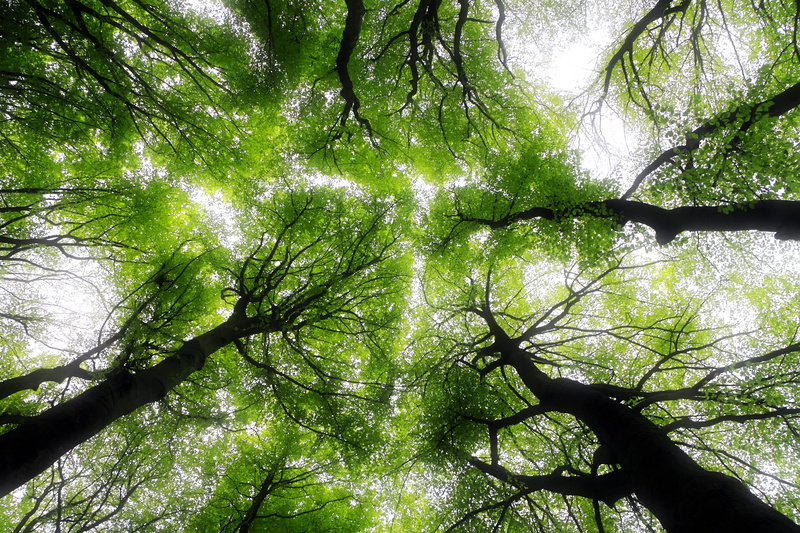 land, plant, bamboo - plant, woodland, jungle, streaming, forrest, scenery, green color, flare, low, 4K, rainforest, no people, branch, tree canopy, trees