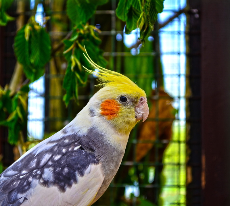 close-up, animal wildlife, cage, animal themes, birdcage, no people, tree, animals in captivity, focus on foreground, zoo, parrot, perching, cockatiel
