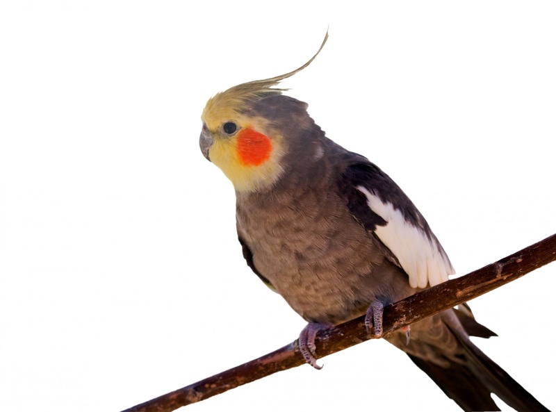 bird, perching, low angle view, nature, 1080P, animal, clear sky, cockatiel, studio shot, pretty, mouth open, animal wildlife, pet, day, cute, branch