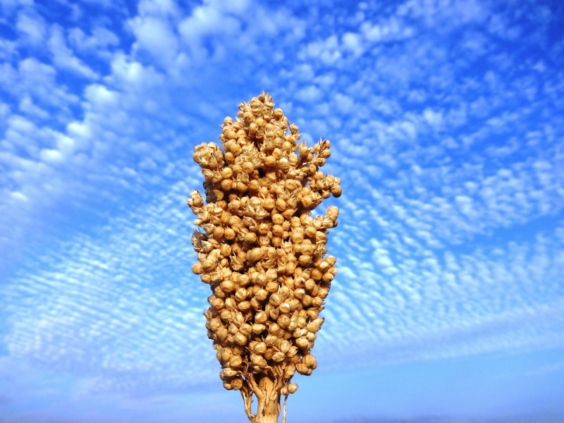 food, freshness, natural, view, seed, tree, scenic, healthy eating, cirrus, meteorology, 4K, botany, india, beauty in nature, clouds, snack, cloud - sky