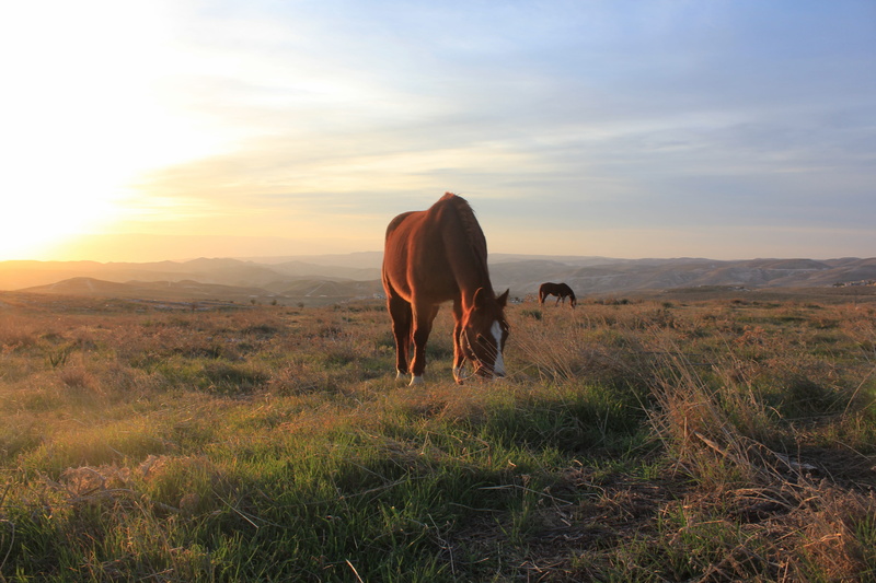 equine, clouds, animal themes, birds, ride, rider, animal, herbivorous, cowboy, sky, silhouette, landscape, vertebrate, field, farm, horseback, nature
