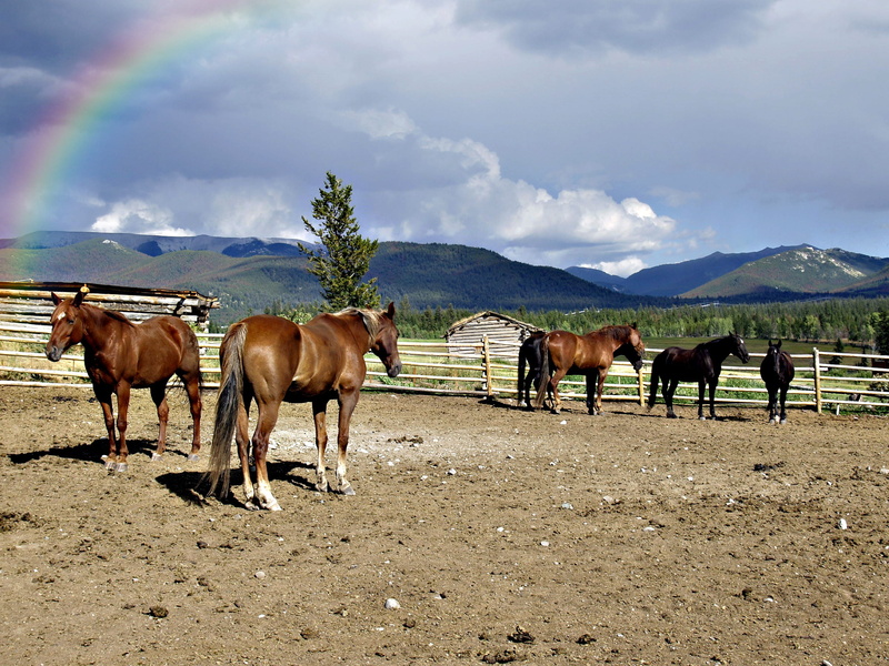 group of animals, sky, landscape, day, 2K, mountain, pets, horse, field, no people, livestock, environment, vertebrate, canada, animal, Horses, herbivorous