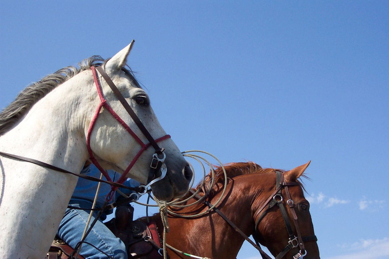 pets, Rodeo, animal wildlife, working animal, day, animal, farm, two animals, riding, animal themes, color Image, Country, animal head, domestic, sky, no people