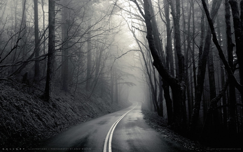plant, tranquility, mist, long, diminishing perspective, bare tree, branch, sign, transportation, trunk, fog, the way forward, black, bare, land, outdoors