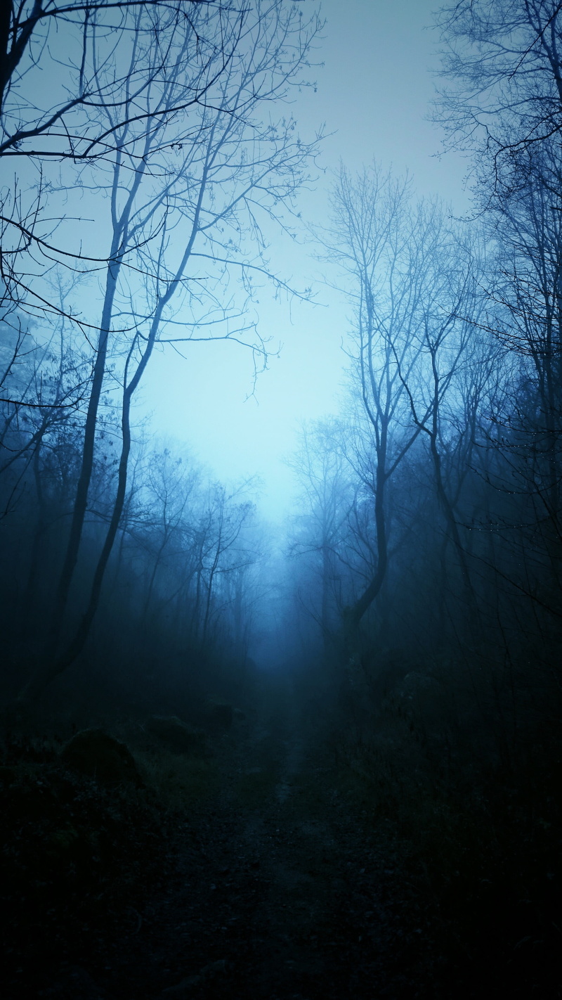 plant, scenics - nature, dark, tranquil scene, blue, woodland, mist, forest, fog, black, direction, bare tree, outdoors, land, trees, bare, beauty in nature
