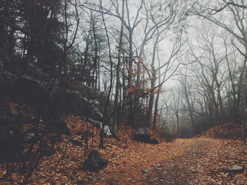 outdoors, leaves, tree, branch, tree trunk, change, woodland, tranquility, fog, 2K, scenics - nature, path, trunk, road, forest, fall, no people, tranquil scene