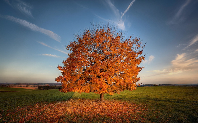 day, season, nature, tranquility, land, cloud - Sky, gold Colored, landscaped, 1080P, non-Urban Scene, red, springtime, change, sunset, sun, landscape