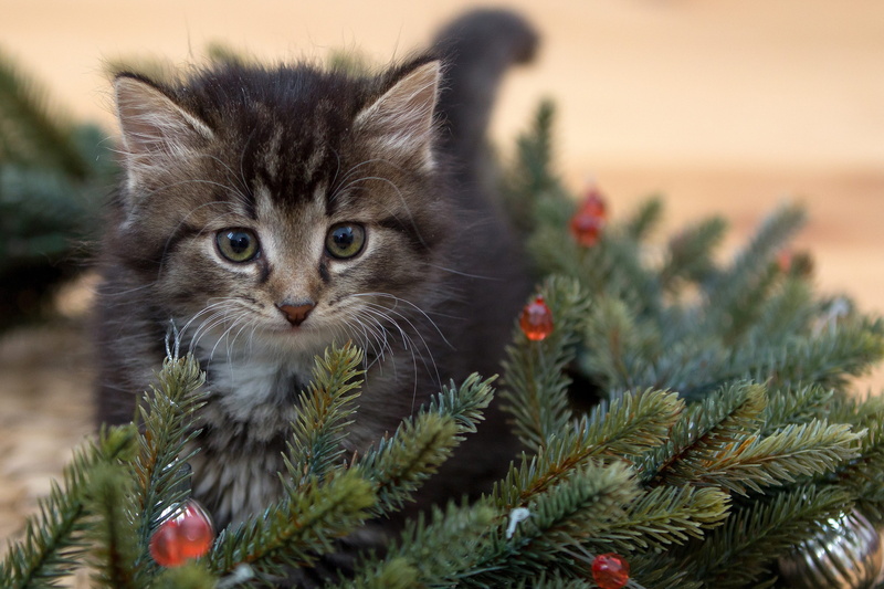 no people, nature, kitten, animal themes, christmas wreath, celebration, mammal, furry, one animal, plant, christmas decorations, holiday, fir-tree branches