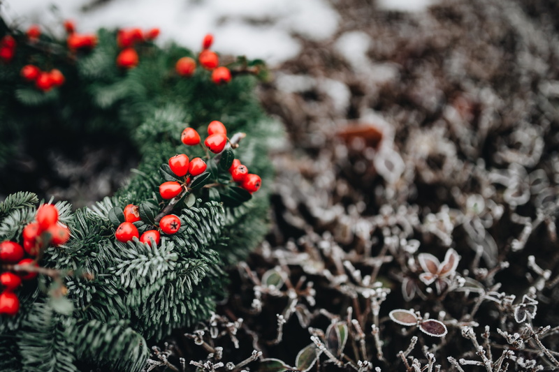 field, flower, food, close-up, fragility, freshness, wreath, holly, vulnerability, evergen, winter, growth, christmas, 5K, beauty in nature, fruit, advent