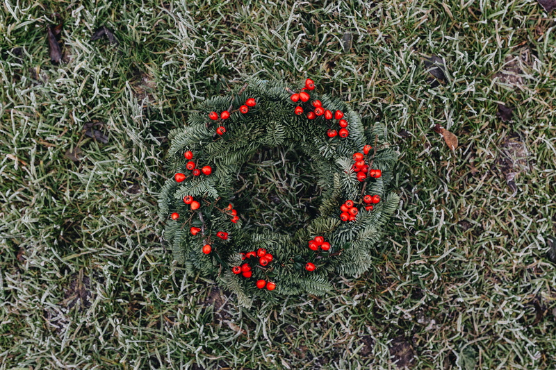 flower head, red, land, beauty in nature, high angle view, no people, green color, flower, inflorescence, merry, fresh, holly, evergen, fragility, freshness
