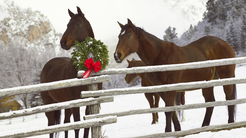 nature, christmas, 1080P, photography, beauty, holid, holiday, snow, animals, celebration, horses, wreath, religious
