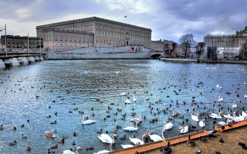 vertebrate, flock, large group of animals, water, animal, animal themes, ducks, Stockholm, river, Sweden, sky, animal wildlife, group of animals, flock of birds