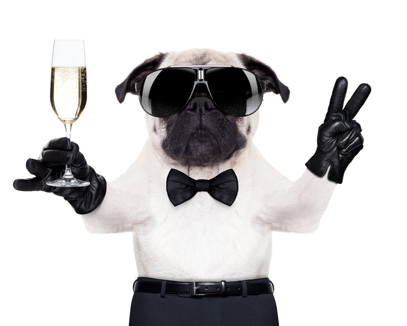 men, puppy, Funny dog, fun, looking at camera, dog, standing, portrait, fashion, glass, caine, bow tie, sunglasses, glasses, bow, young adult, people, animal