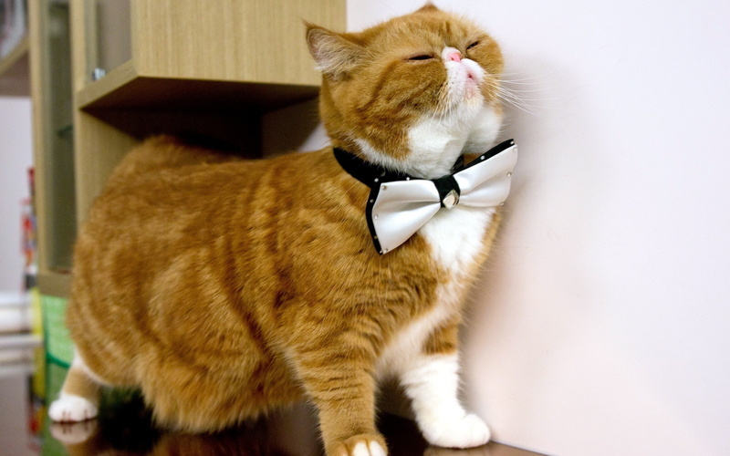 tie, bow, 1080P, cat